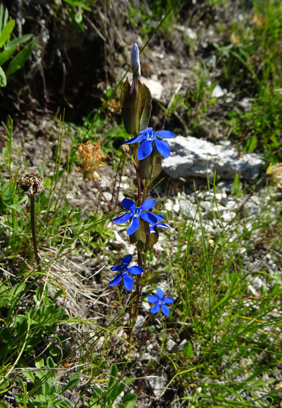 Gentiana utriculosa / Genziana alata